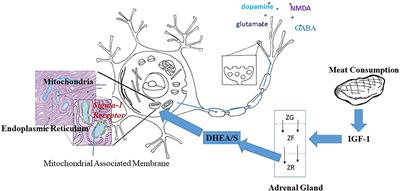 DHEAS and Human Development: An Evolutionary Perspective